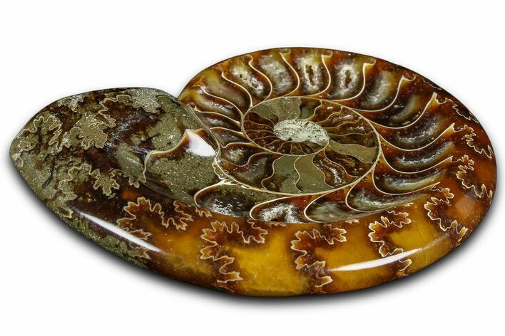 Polished Fossil Ammonite Dish - Madagascar #361359